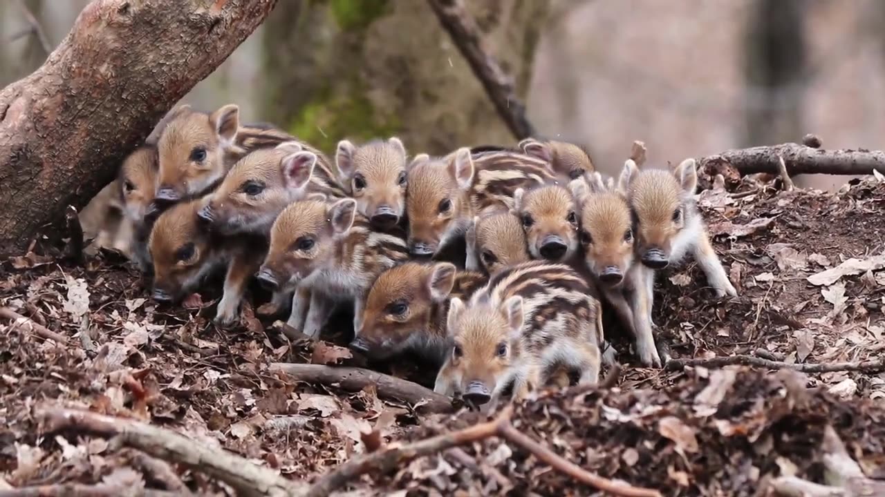 cute 🤩😍👍🐽