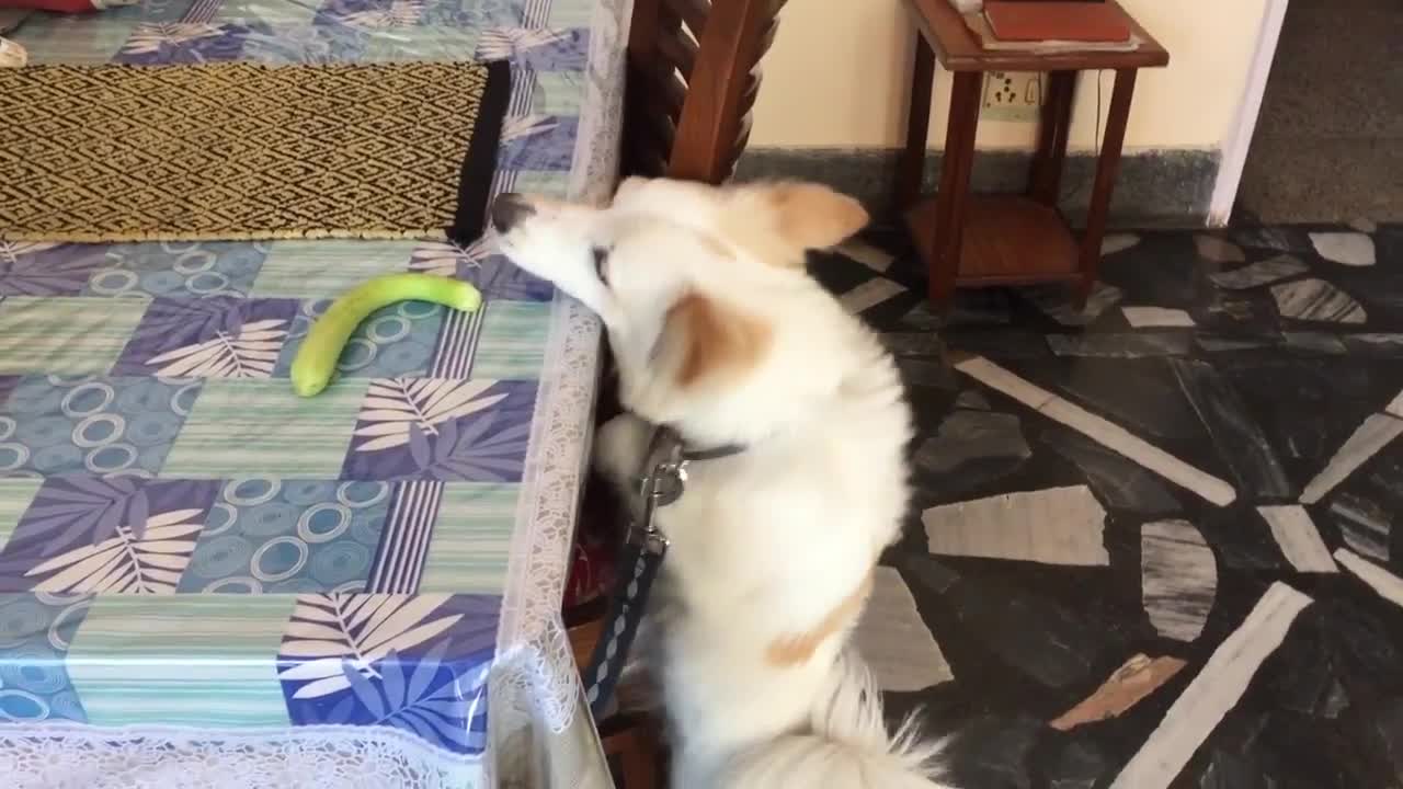 Dog Trying To Reach Food On The Table