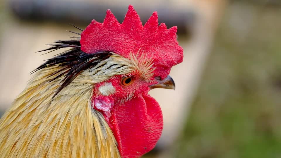 nature-bird-tree-carpenter