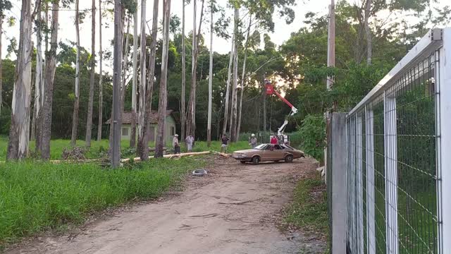 Car Still Runs After Being Smashed by a Tree