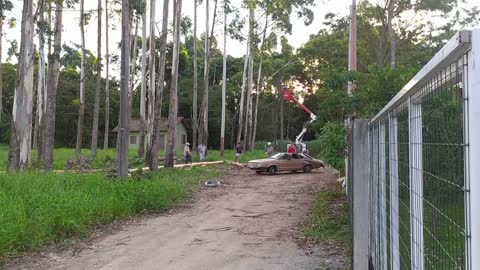 Car Still Runs After Being Smashed by a Tree