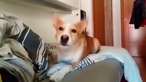 Description (Dog song)