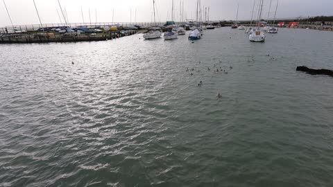 Ducks in the water at high tide.