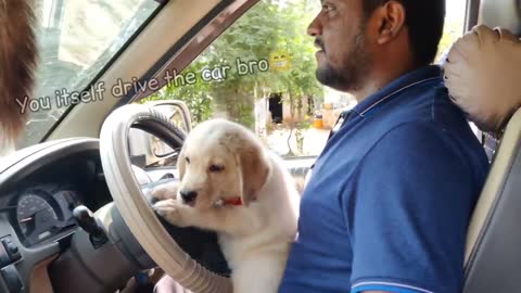 Labrador puppy drives a car -2021