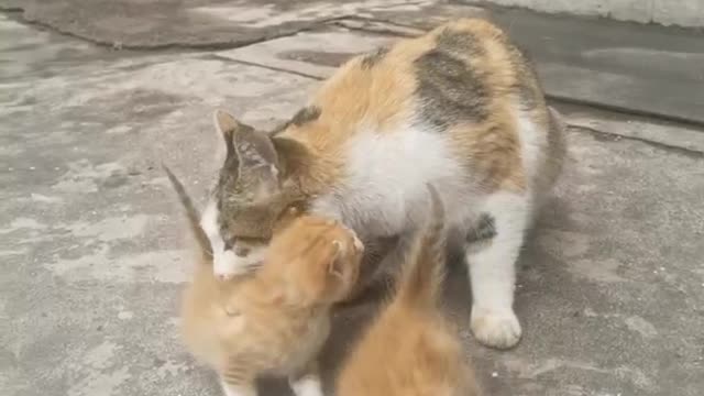 A lovely kitten