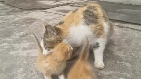 A lovely kitten