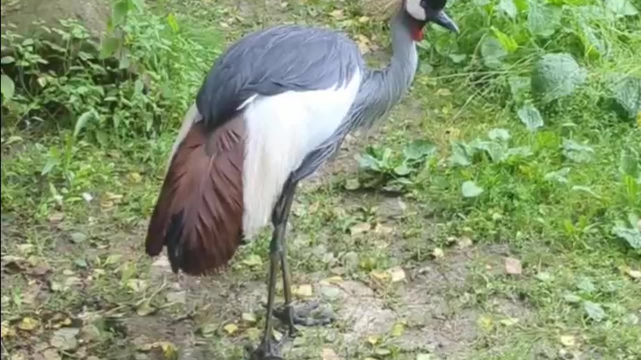 Crowned crane