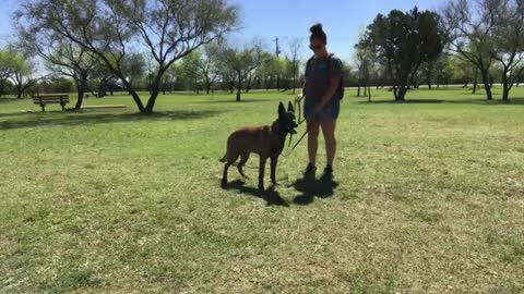 Aggressive Belgian Malinois Heckler Awesome Transformation Top Dog Trainer San Antonio