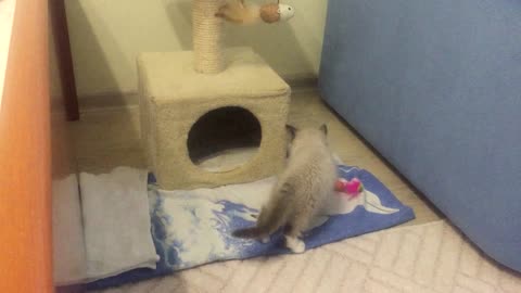 Little kitten plays with toy fish