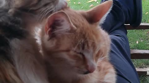 Macinja