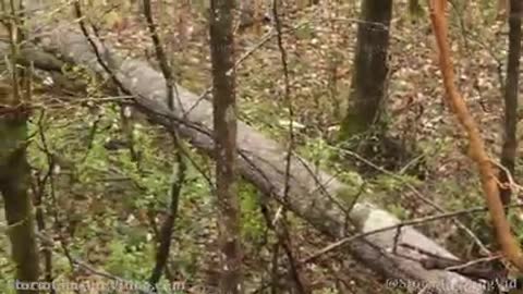 Tornado And Damage in Calera and Columbiana, AL - 3/25/2021