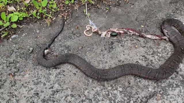 Big dead snake hit by car