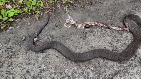 Big dead snake hit by car