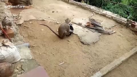 حيوان بعقل بشري