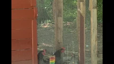 Happy Summer From Chanteclere & The Chipper Chicks!