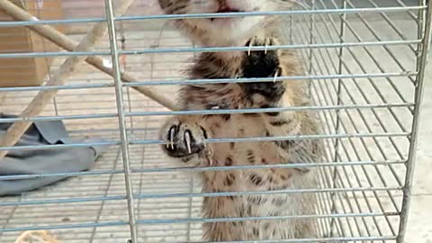 Cute cat video | fuuny cat | cat cat |