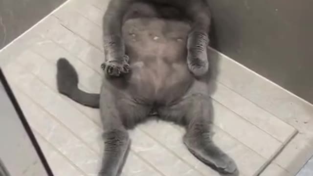 sleeping cat