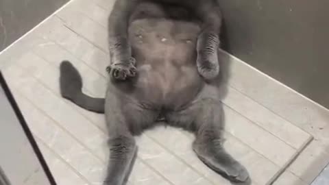 sleeping cat