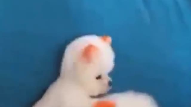 Funny and Cute Dogs Videos 2021! It's time to LAUGH! #1