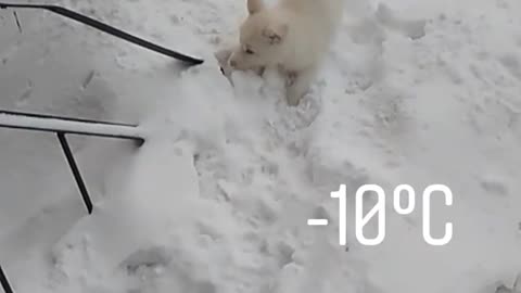 The cutest puppy from Russia