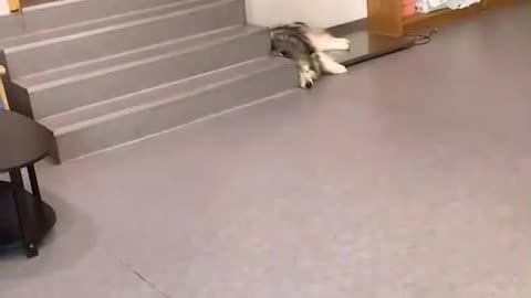 小花_#暗中观察 狗砸永远在这个体重秤上面修身养息