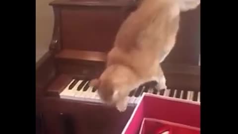 funy video 😂😂