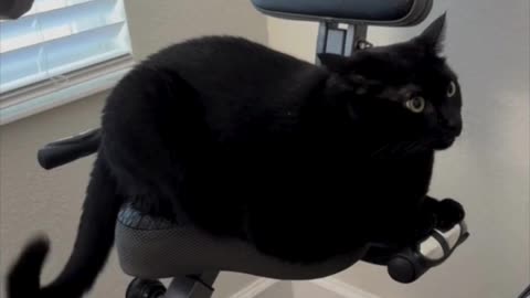 Cute Precious Piper is An Exercise Inspiration - Adopting a Cat from a Shelter Vlog #shorts