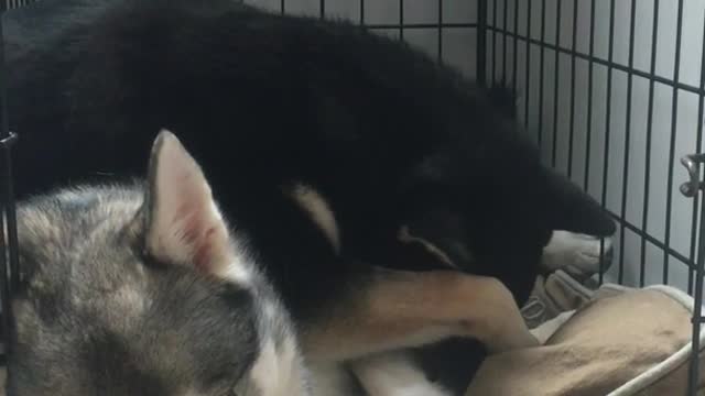Grey husky lies in cage while black husky lays over him with orange ball