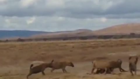 Clan of hyenas killed lion #shorts #lionvshyena
