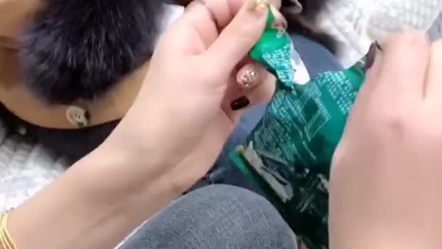 Lovely Baby Dog, Funny Dogs Cute and Funny Animals Compilation