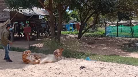 funny videos fake tiger with dog
