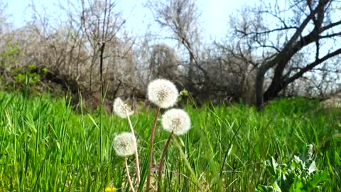 Dandelions blowing in the wind