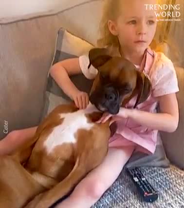 Boxer Dog Enjoys Delightful Massage