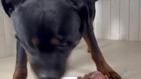 asmr cute dog eating videos