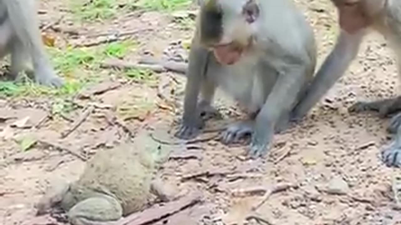 Jungle snake