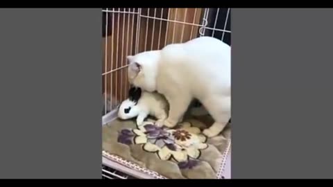 This Animal makes you laugh out loud