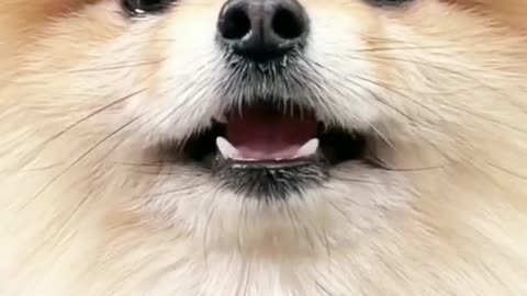 "Barktastic Moments: Capturing the Cuteness of Puppy Barks