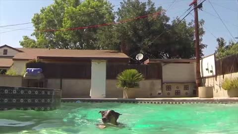 10 best trained and disciplined dogs in the world