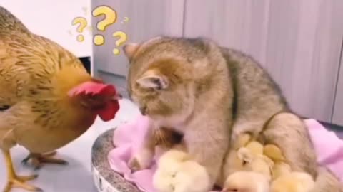Cat hen fun 😁