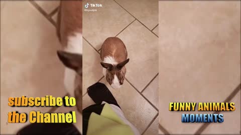 CUTS, Funniest, Cats and Dogs