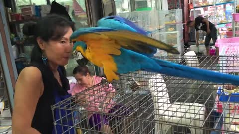 This parrot is so smart
