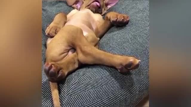 Very funny animals that will surely make you laugh