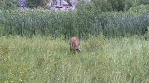 Deer Grazing In Field