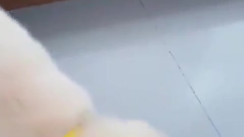 Dog falling from stairs
