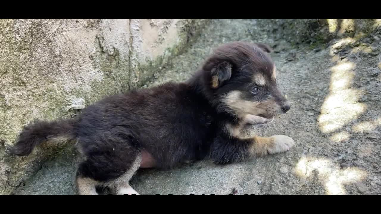 puppy on grass