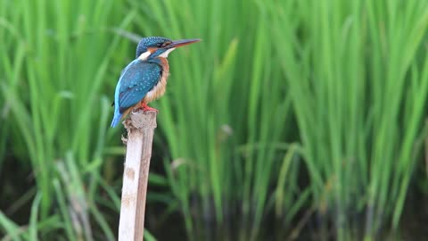 Animal, kingfisher, bird