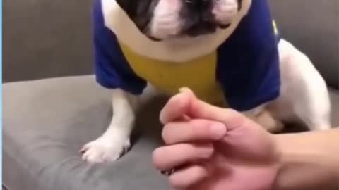 funny dog reaction video very funny