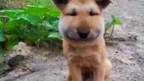 Lol, The Dog is tough. Please see to the End, Very Funny