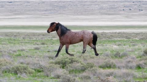 Slow Motion Of A Beautiful Wild Horse Running In The West Desert In Dry Utah
