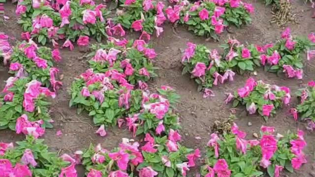Beautiful flowers and scenery